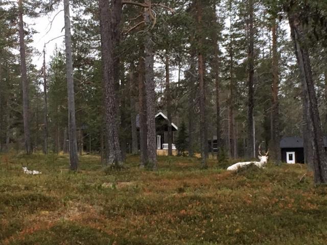 Yllaes Suistotie Cottage Äkäslompolo Exteriér fotografie